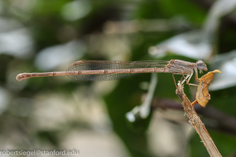 damsel fly